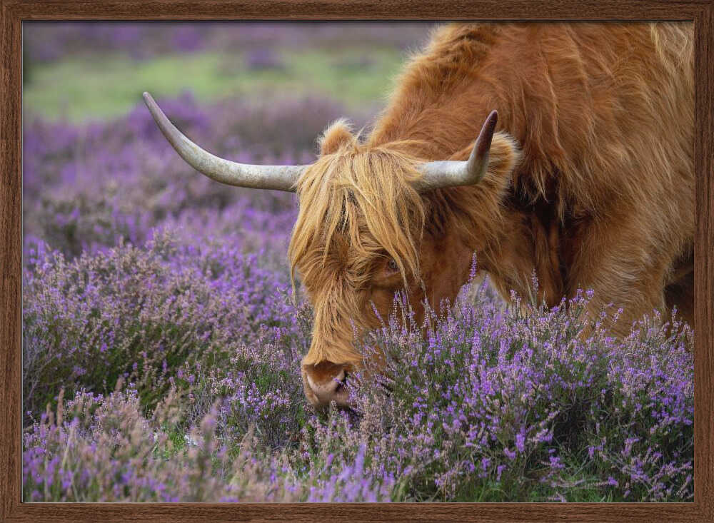 Highland Cow in Heather - Floral Photographic Stretched Canvas Poster or Fine Art Print