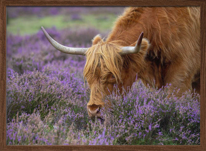 Highland Cow in Heather - Floral Photographic Stretched Canvas Poster or Fine Art Print