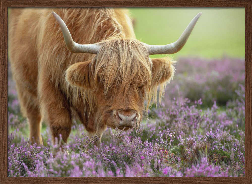 Highland Cow in Heather - Floral Photographic Stretched Canvas Poster or Fine Art Print