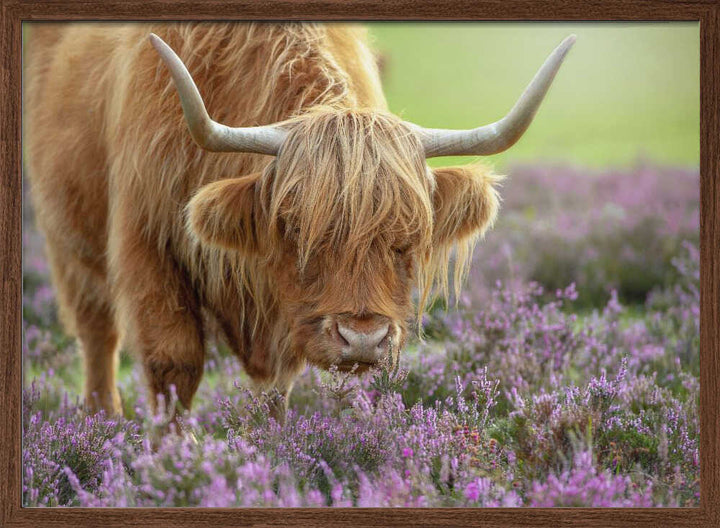 Highland Cow in Heather - Floral Photographic Stretched Canvas Poster or Fine Art Print