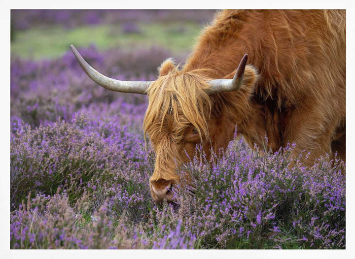 Highland Cow in Heather - Floral Photographic Stretched Canvas Poster or Fine Art Print