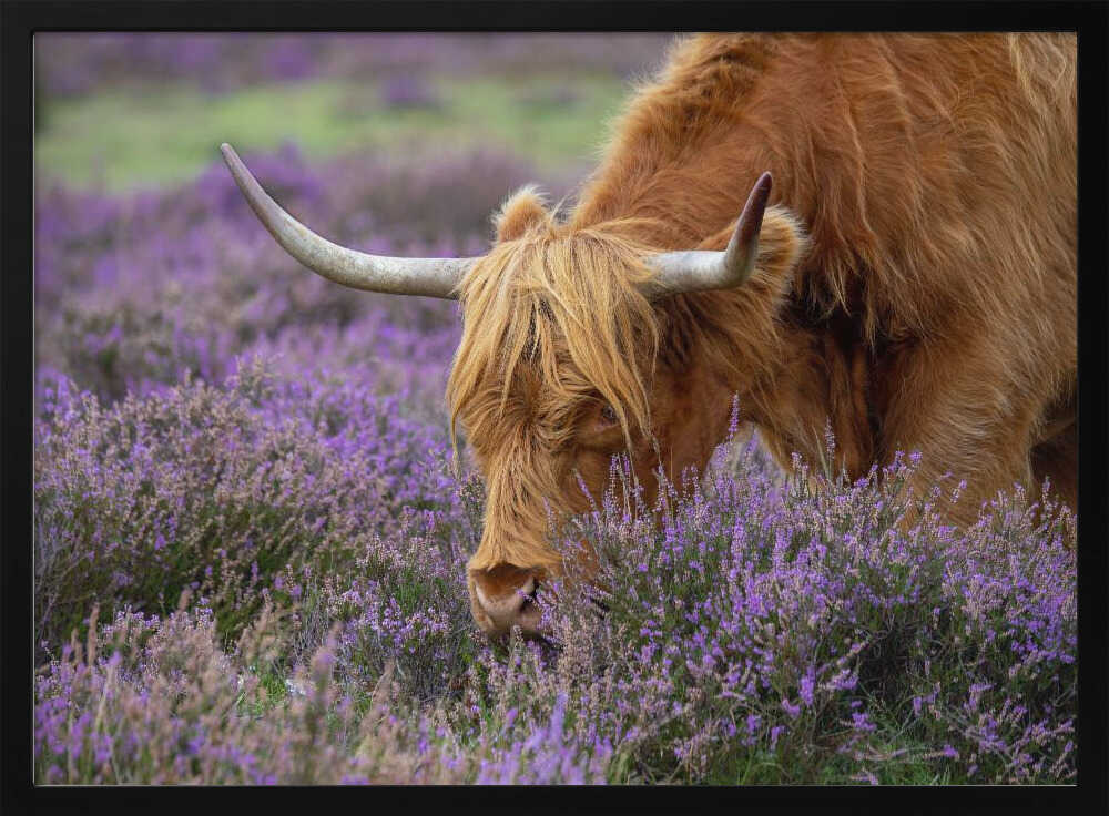Highland Cow in Heather - Floral Photographic Stretched Canvas Poster or Fine Art Print