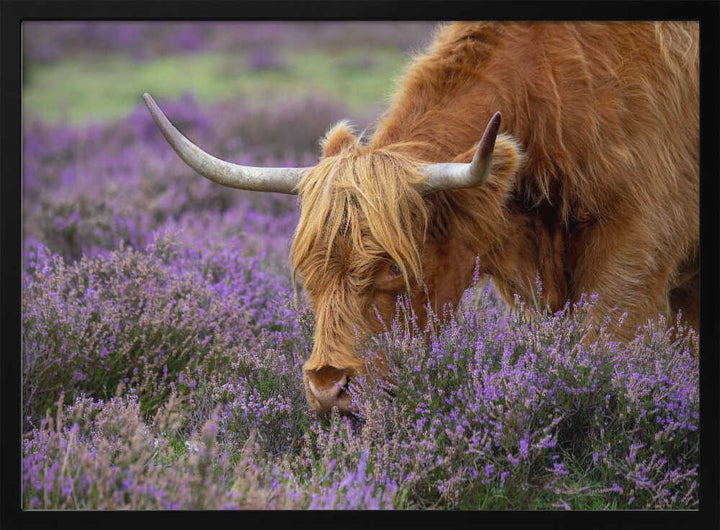 Highland Cow in Heather - Floral Photographic Stretched Canvas Poster or Fine Art Print