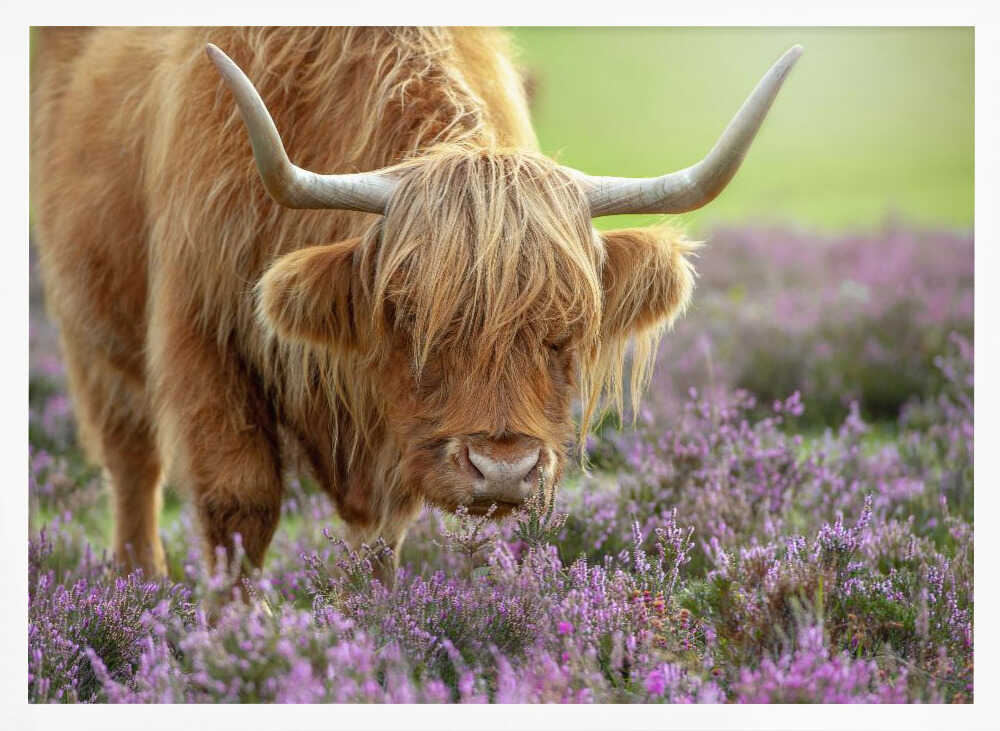 Highland Cow in Heather - Floral Photographic Stretched Canvas Poster or Fine Art Print