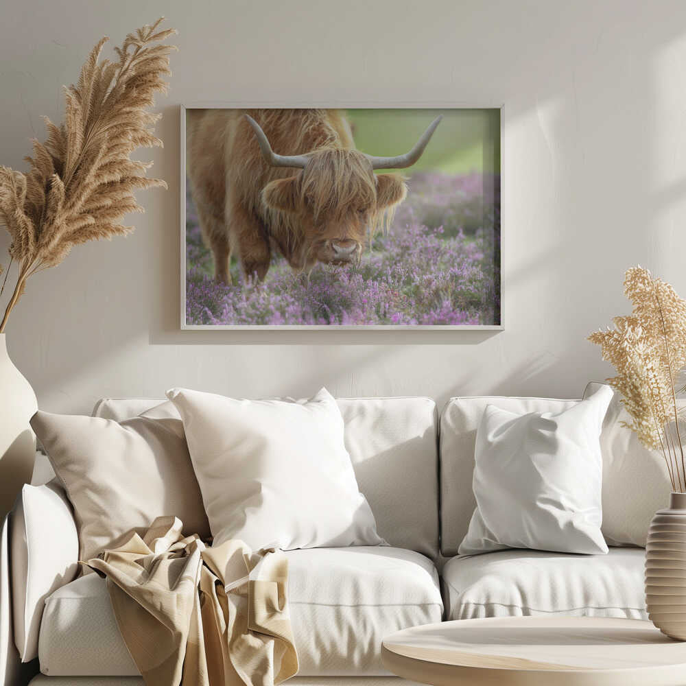 Highland Cow in Heather - Floral Photographic Stretched Canvas Poster or Fine Art Print