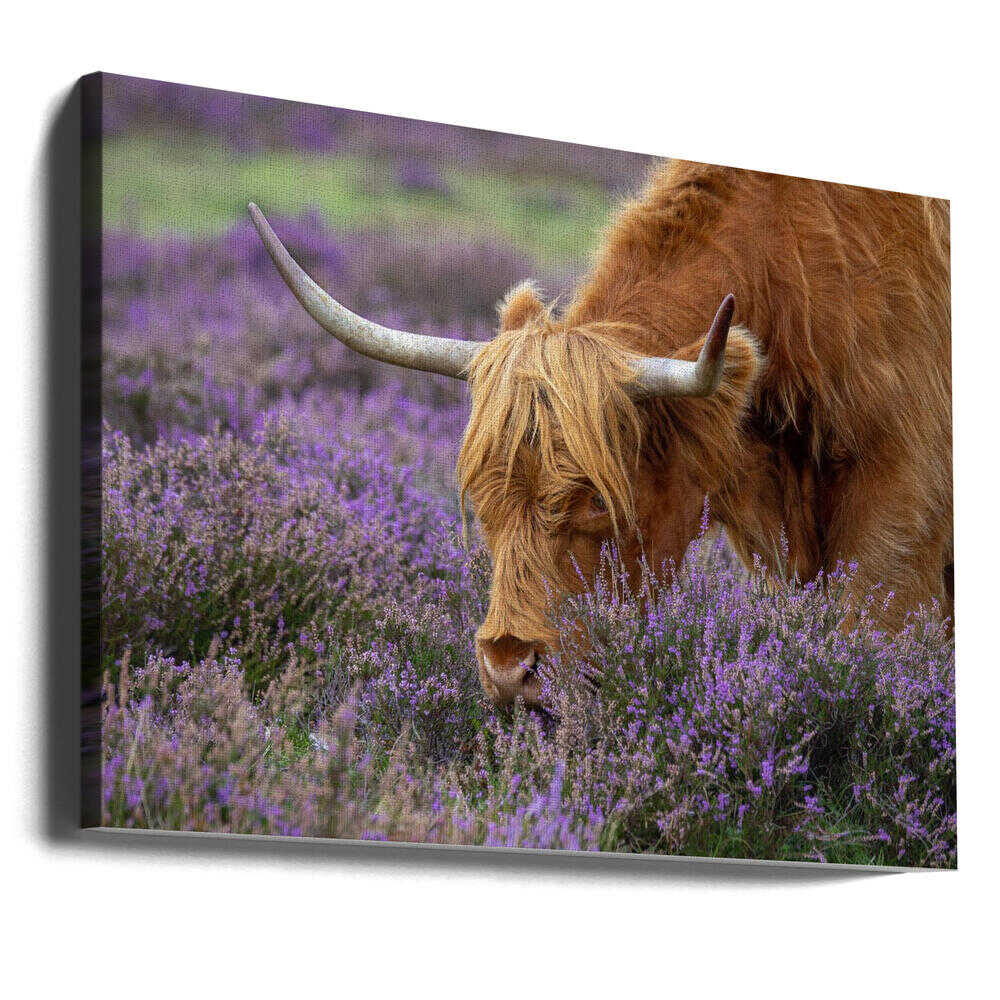 Highland Cow in Heather - Floral Photographic Stretched Canvas Poster or Fine Art Print