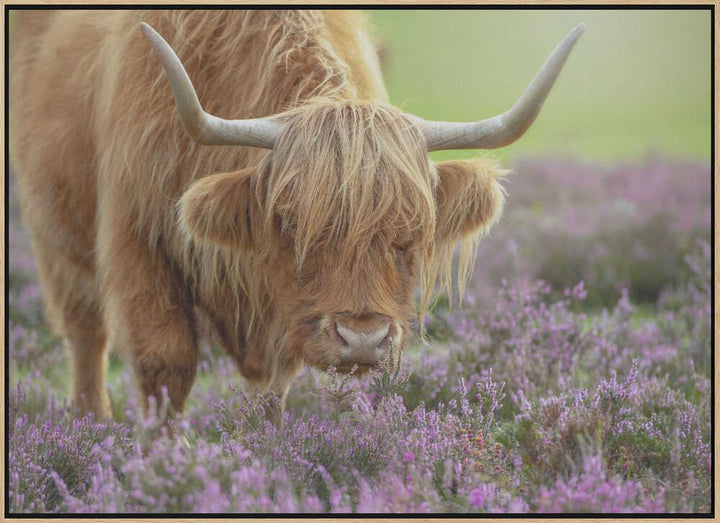 Highland Cow in Heather - Floral Photographic Stretched Canvas Poster or Fine Art Print