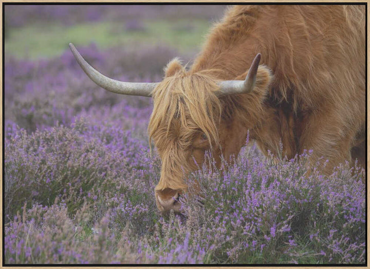 Highland Cow in Heather - Floral Photographic Stretched Canvas Poster or Fine Art Print