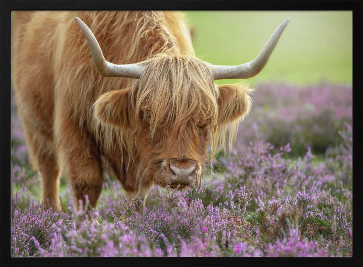 Highland Cow in Heather - Floral Photographic Stretched Canvas Poster or Fine Art Print