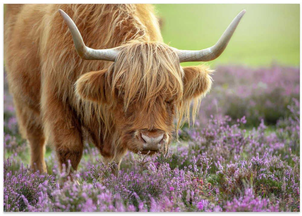 Highland Cow in Heather - Floral Photographic Stretched Canvas Poster or Fine Art Print