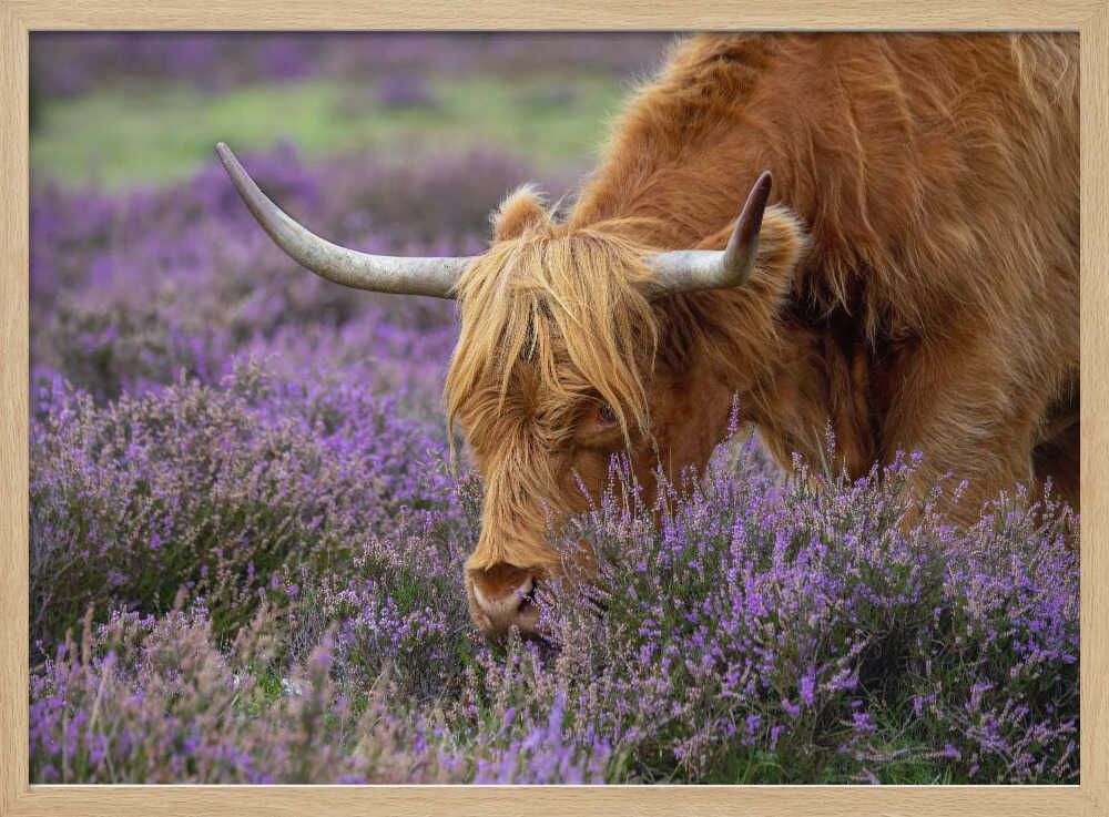 Highland Cow in Heather - Floral Photographic Stretched Canvas Poster or Fine Art Print