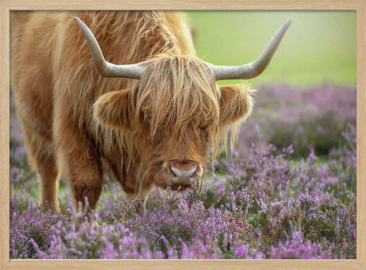 Highland Cow in Heather - Floral Photographic Stretched Canvas Poster or Fine Art Print