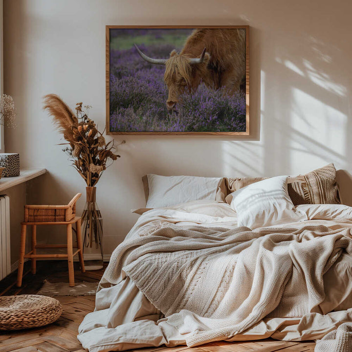 Highland Cow in Heather - Floral Photographic Stretched Canvas Poster or Fine Art Print