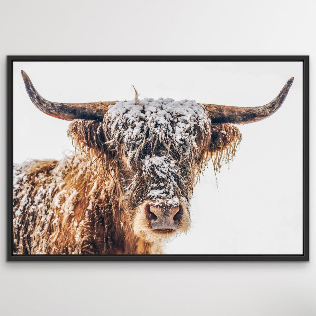 Highland Cow In The Snow - Canvas and Paper Photographic Wall Art Print - I Heart Wall Art