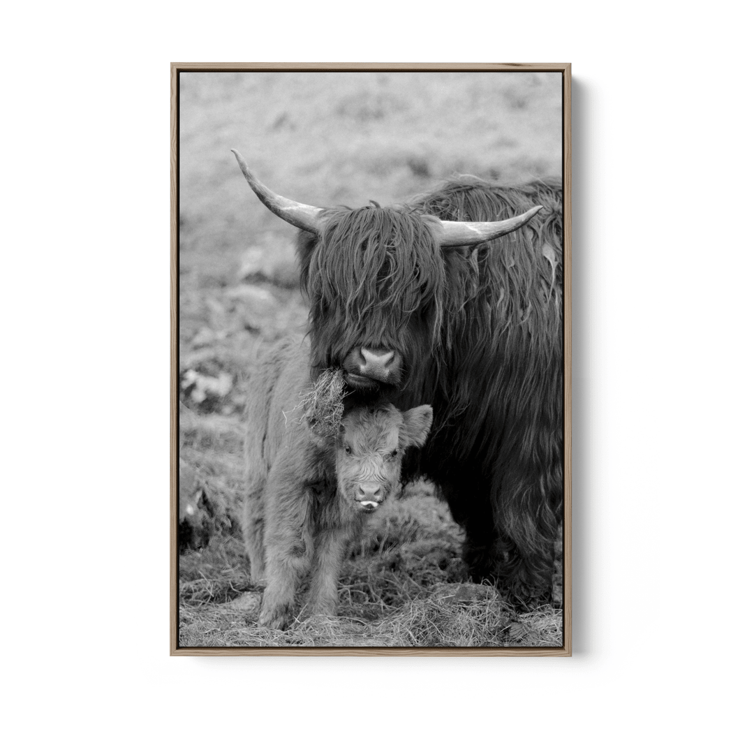 Highland Pair - Black &amp; White Photographic Print, Stretched Canvas or Wall Art Print - I Heart Wall Art - Poster Print, Canvas Print or Framed Art Print
