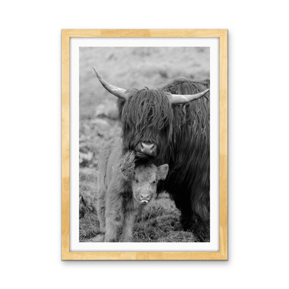 Highland Pair - Black &amp; White Photographic Print, Stretched Canvas or Wall Art Print - I Heart Wall Art - Poster Print, Canvas Print or Framed Art Print