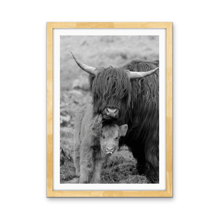 Highland Pair - Black &amp; White Photographic Print, Stretched Canvas or Wall Art Print - I Heart Wall Art - Poster Print, Canvas Print or Framed Art Print