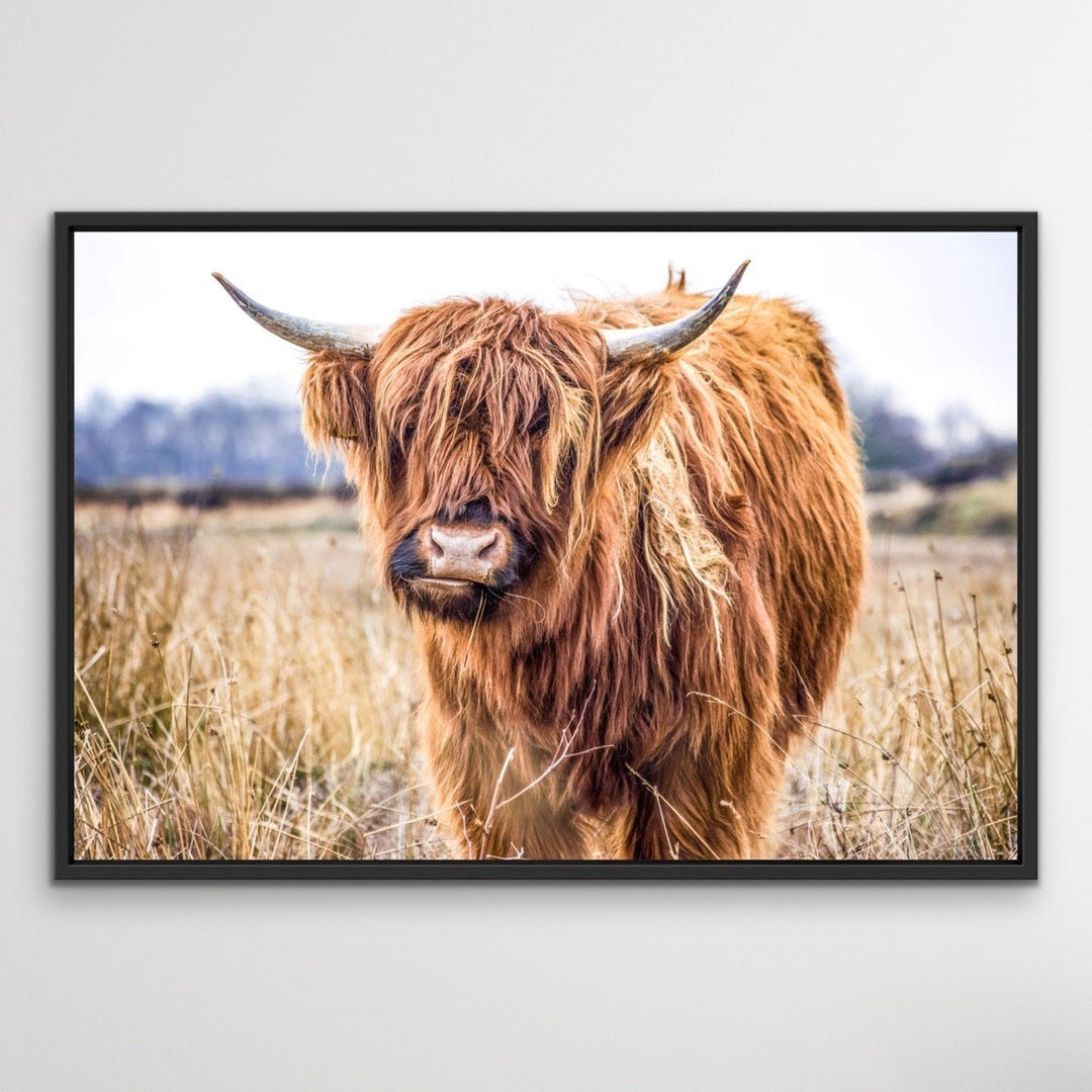 Highlander - Highland Cow Stretched Canvas Wall Art Print - I Heart Wall Art