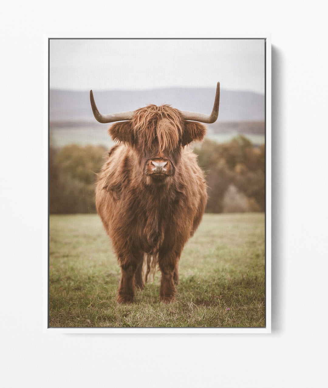 Highlander The Second - Highland Cow Stretched Canvas Wall Art Print - I Heart Wall Art