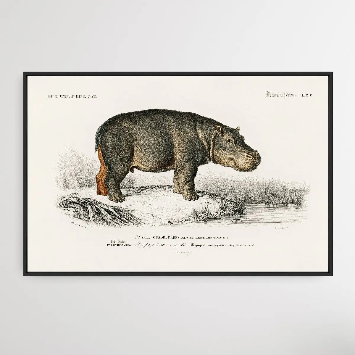 Hippopotame Amphibie by Charles Dessalines D' Orbigny (1806-1876) I Heart Wall Art Australia 