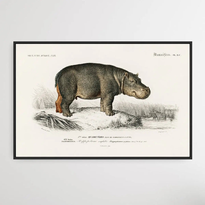 Hippopotame Amphibie by Charles Dessalines D&