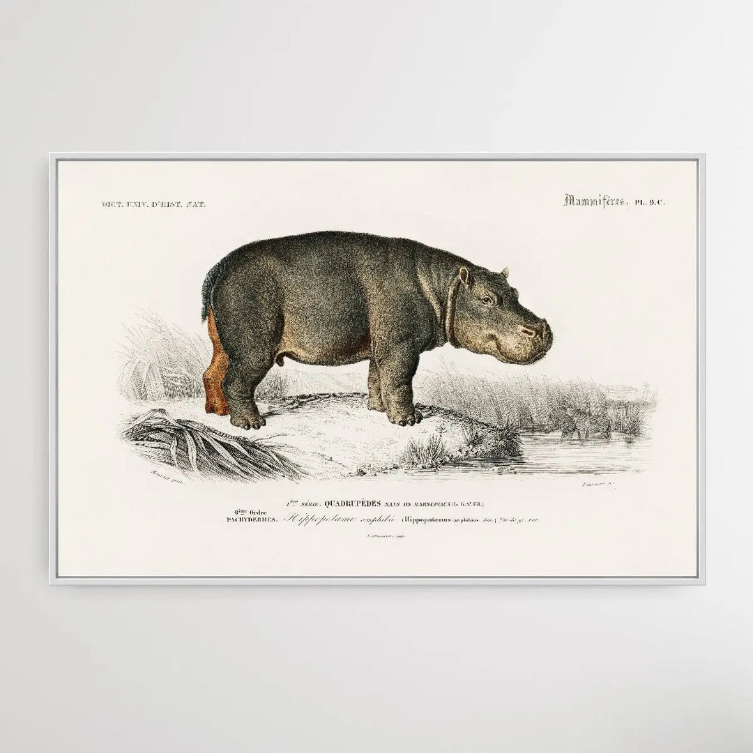 Hippopotame Amphibie by Charles Dessalines D&