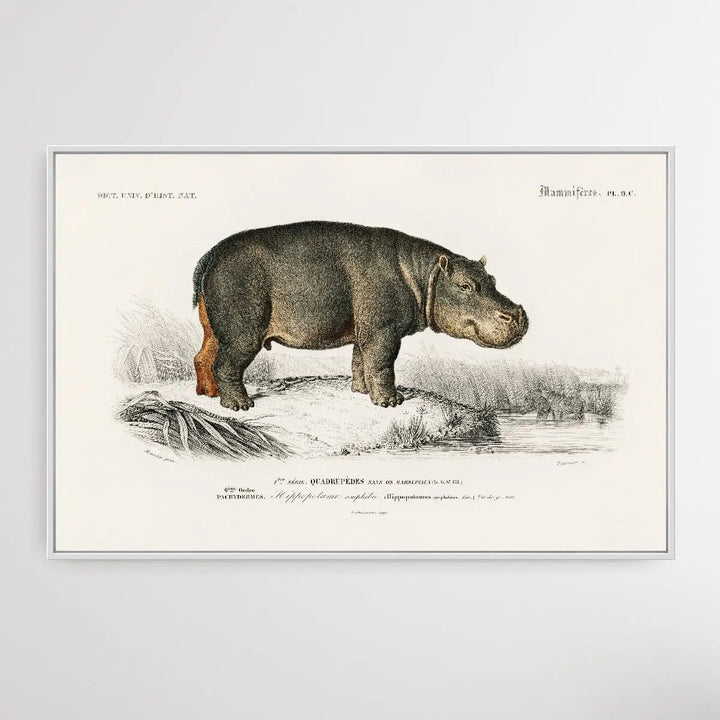 Hippopotame Amphibie by Charles Dessalines D&