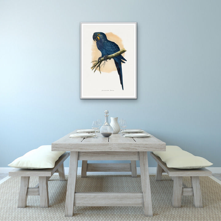 Hyacinthine Macaw by Alexander Francis Lydon  - Blue Bird Art Print, Stretched Canvas, Wall Art Print I Heart Wall Art Australia