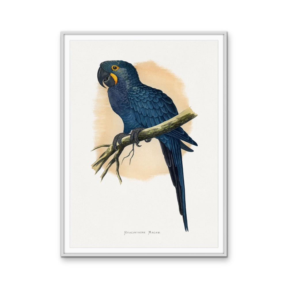 Hyacinthine Macaw by Alexander Francis Lydon  - Blue Bird Art Print, Stretched Canvas, Wall Art Print I Heart Wall Art Australia