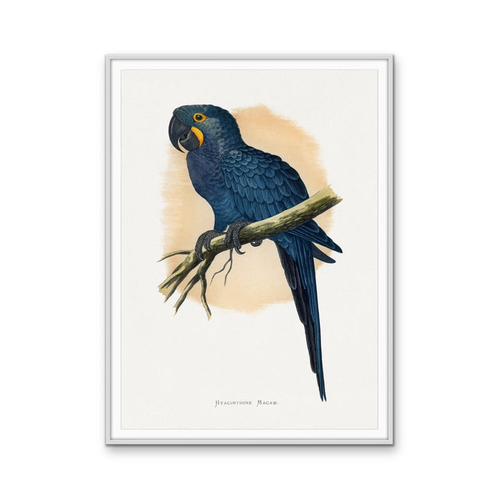Hyacinthine Macaw by Alexander Francis Lydon  - Blue Bird Art Print, Stretched Canvas, Wall Art Print I Heart Wall Art Australia