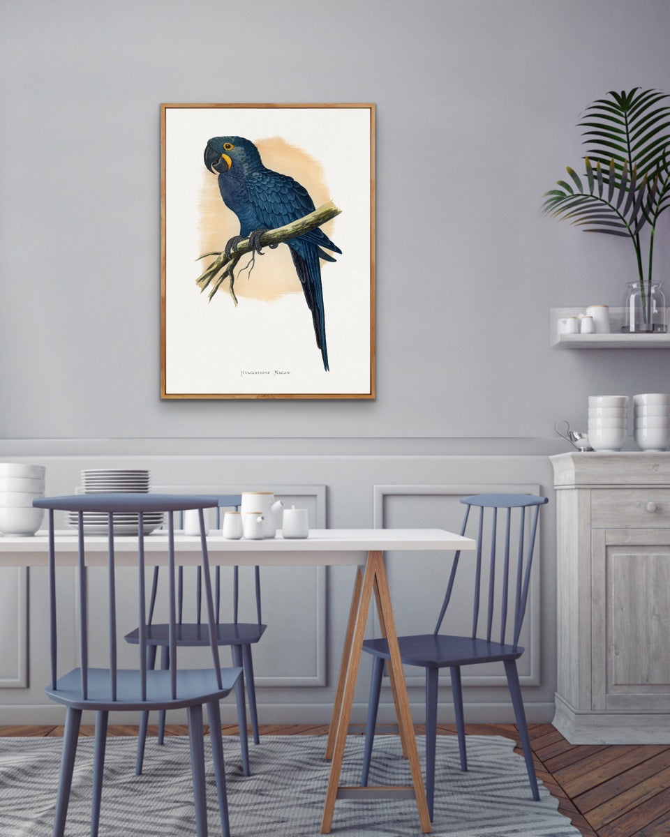 Hyacinthine Macaw by Alexander Francis Lydon  - Blue Bird Art Print, Stretched Canvas, Wall Art Print I Heart Wall Art Australia