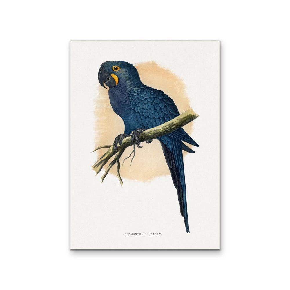 Hyacinthine Macaw by Alexander Francis Lydon  - Blue Bird Art Print, Stretched Canvas, Wall Art Print I Heart Wall Art Australia