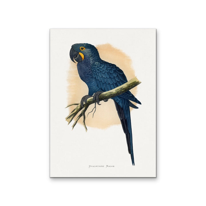 Hyacinthine Macaw by Alexander Francis Lydon  - Blue Bird Art Print, Stretched Canvas, Wall Art Print I Heart Wall Art Australia