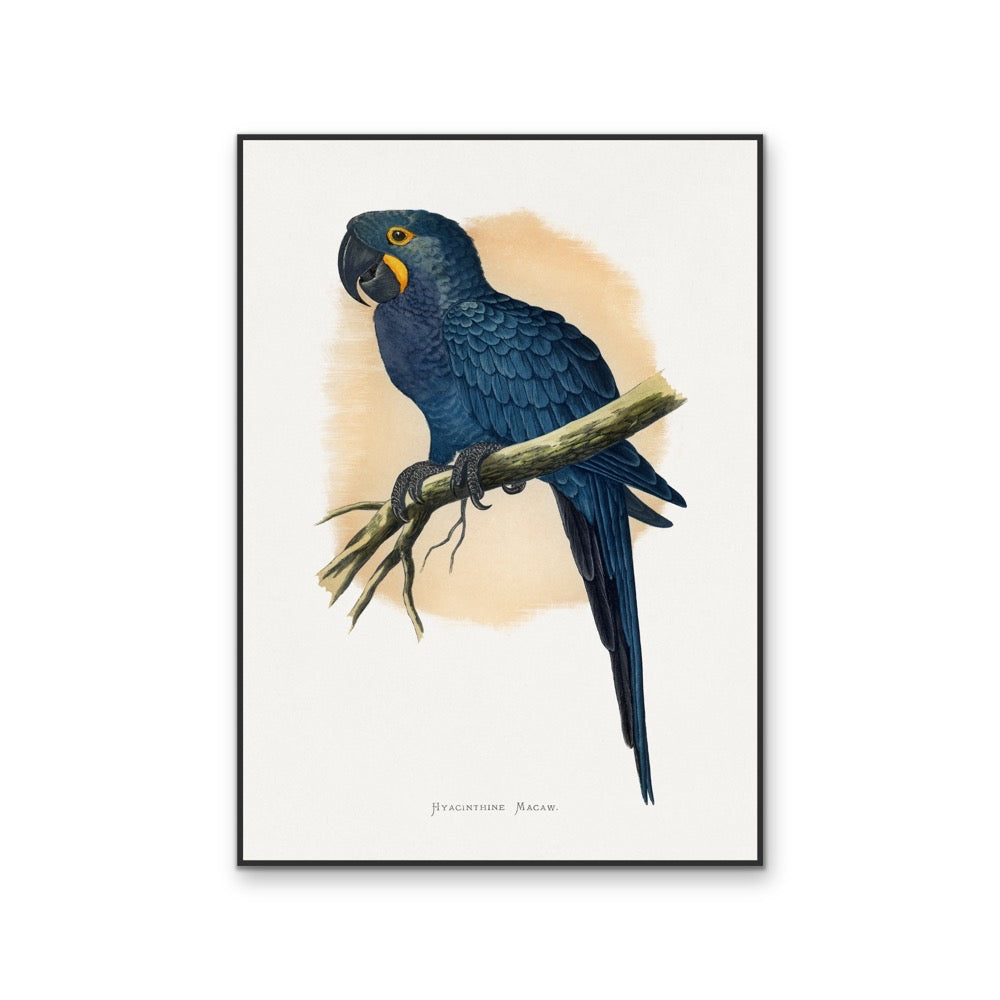 Hyacinthine Macaw by Alexander Francis Lydon  - Blue Bird Art Print, Stretched Canvas, Wall Art Print I Heart Wall Art Australia