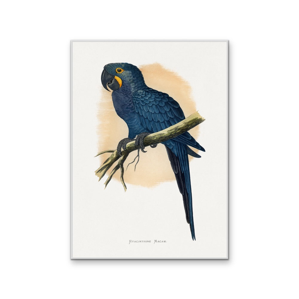 Hyacinthine Macaw by Alexander Francis Lydon  - Blue Bird Art Print, Stretched Canvas, Wall Art Print I Heart Wall Art Australia