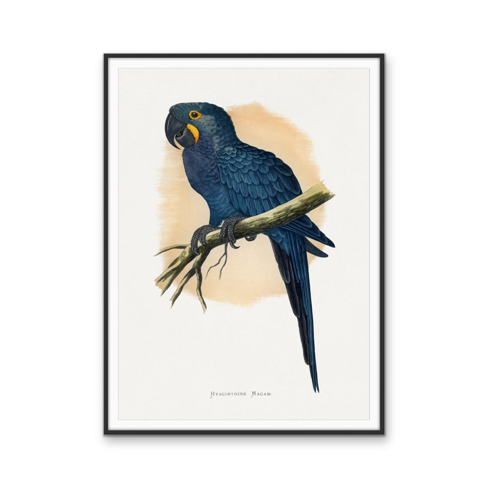 Hyacinthine Macaw by Alexander Francis Lydon  - Blue Bird Art Print, Stretched Canvas, Wall Art Print I Heart Wall Art Australia