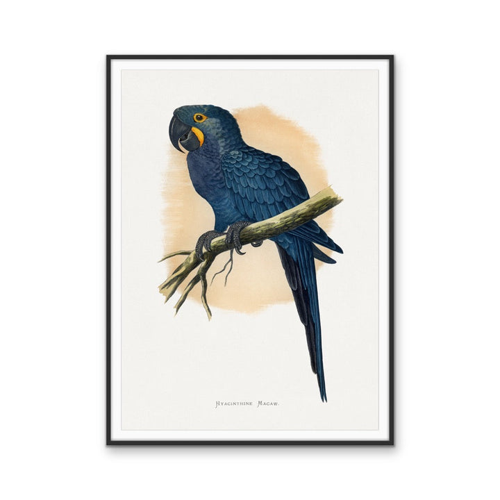 Hyacinthine Macaw by Alexander Francis Lydon  - Blue Bird Art Print, Stretched Canvas, Wall Art Print I Heart Wall Art Australia