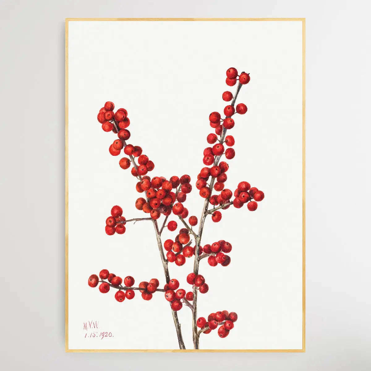 Ilex verticillata (1920) by Mary Vaux Walcott I Heart Wall Art Australia 