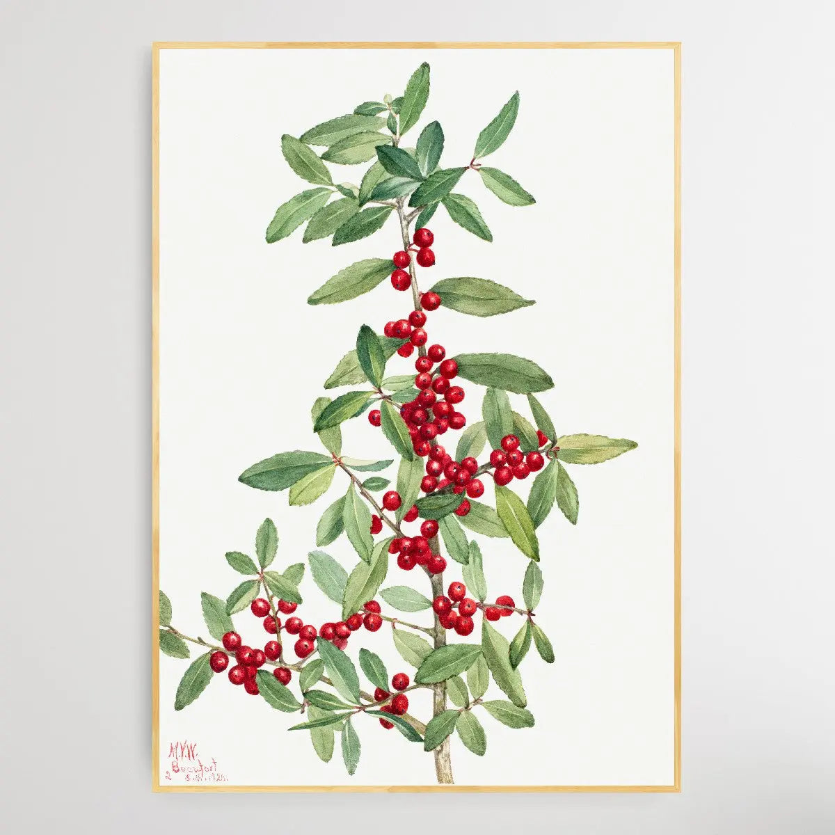 Ilex vomitoria (1926) by Mary Vaux Walcott I Heart Wall Art Australia 
