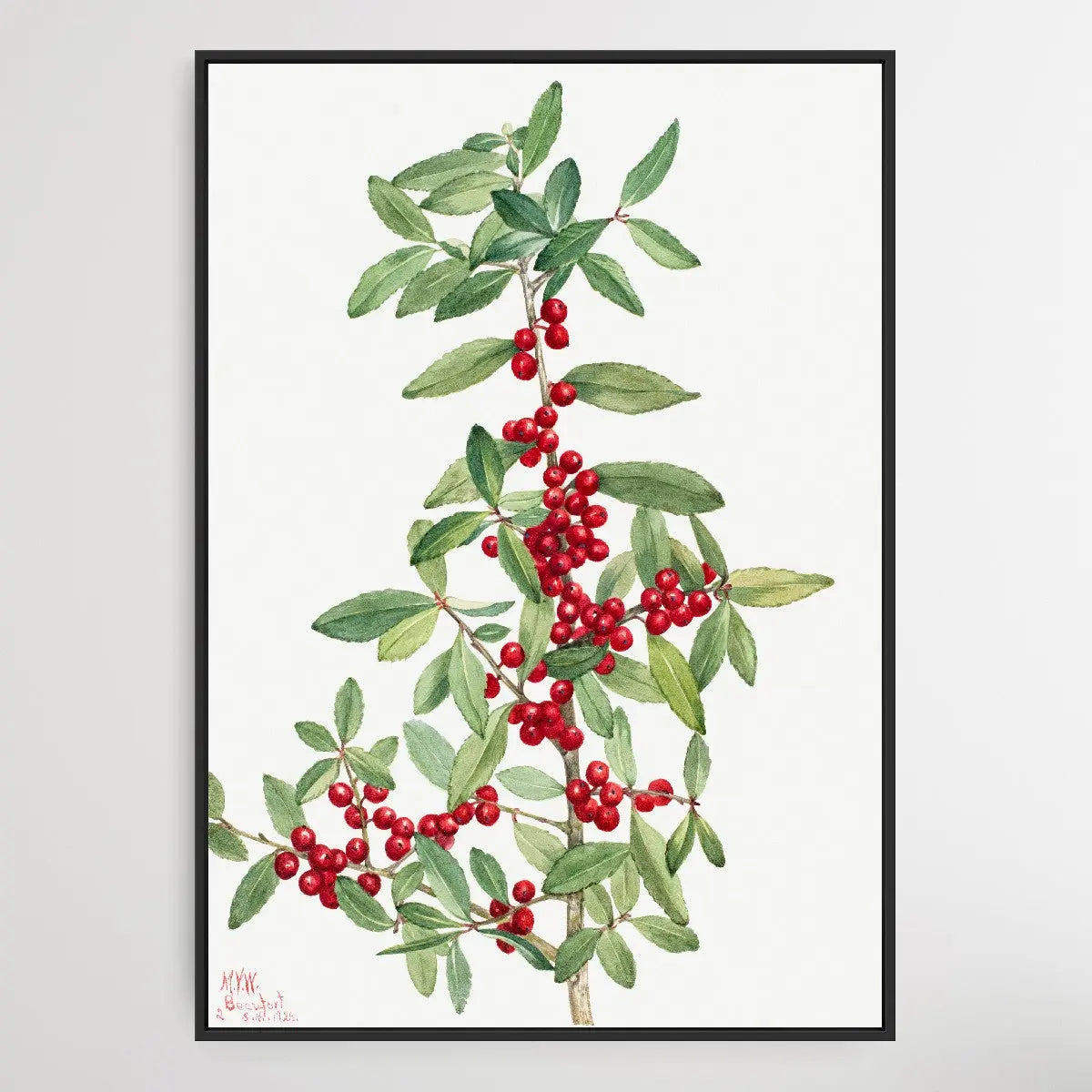 Ilex vomitoria (1926) by Mary Vaux Walcott I Heart Wall Art Australia 