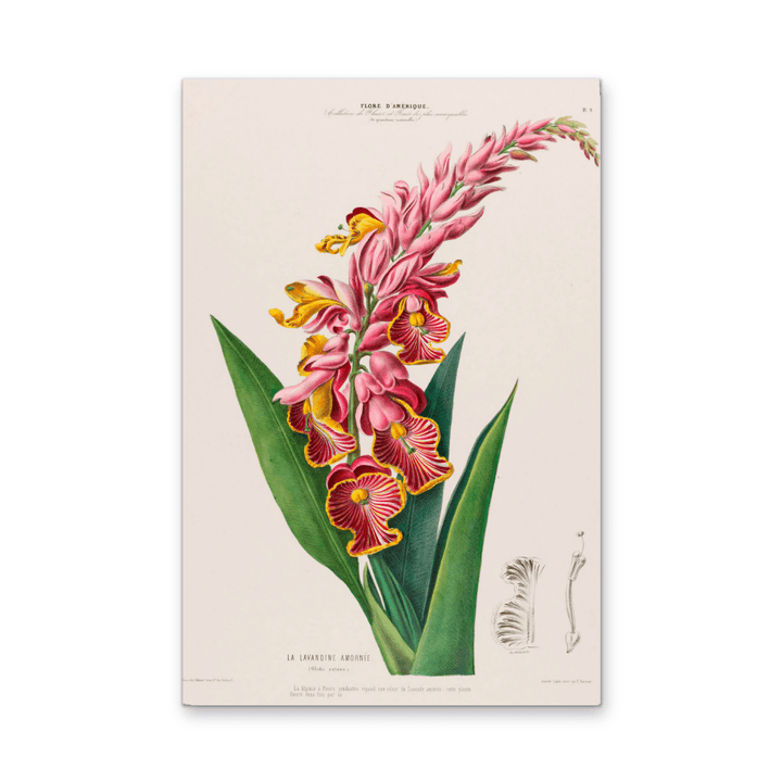 Indian Shot Plant from Flore d&