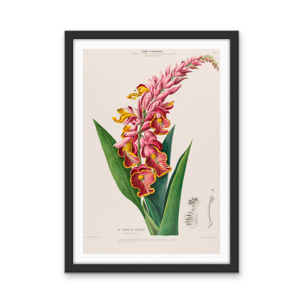 Indian Shot Plant from Flore d'Amérique (1843 - 1846) by Étienne Denisse - Botanical Illustration Stretched Canvas or Wall Art Print - I Heart Wall Art - Poster Print, Canvas Print or Framed Art Print