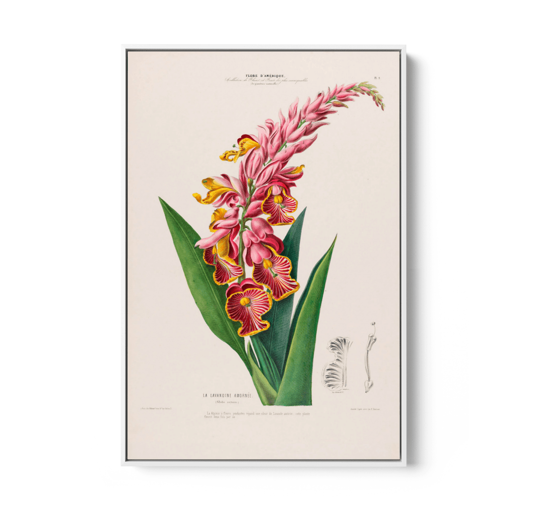 Indian Shot Plant from Flore d&