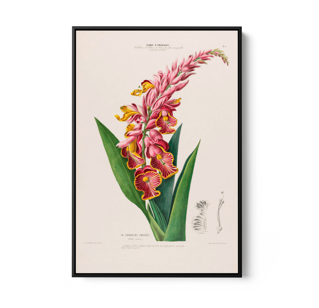 Indian Shot Plant from Flore d&