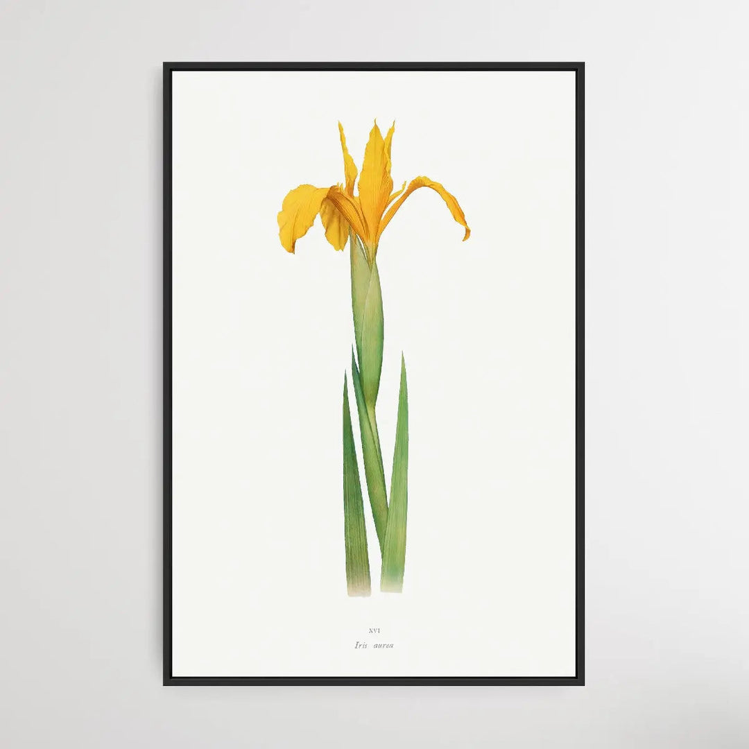 Iris Aurea (1913) by William Rickatson Dykes I Heart Wall Art Australia 