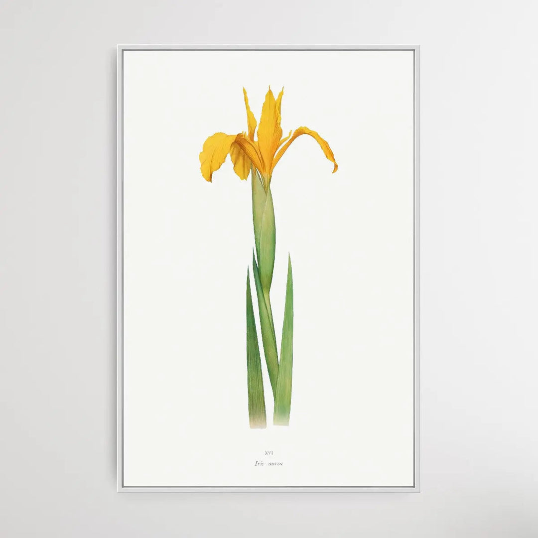 Iris Aurea (1913) by William Rickatson Dykes I Heart Wall Art Australia 
