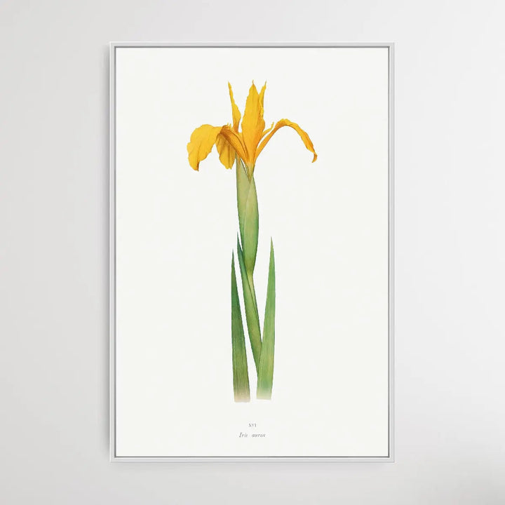 Iris Aurea (1913) by William Rickatson Dykes I Heart Wall Art Australia 