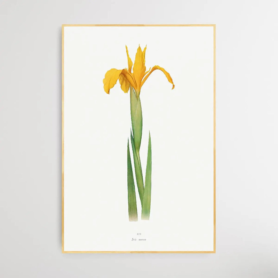 Iris Aurea (1913) by William Rickatson Dykes I Heart Wall Art Australia 