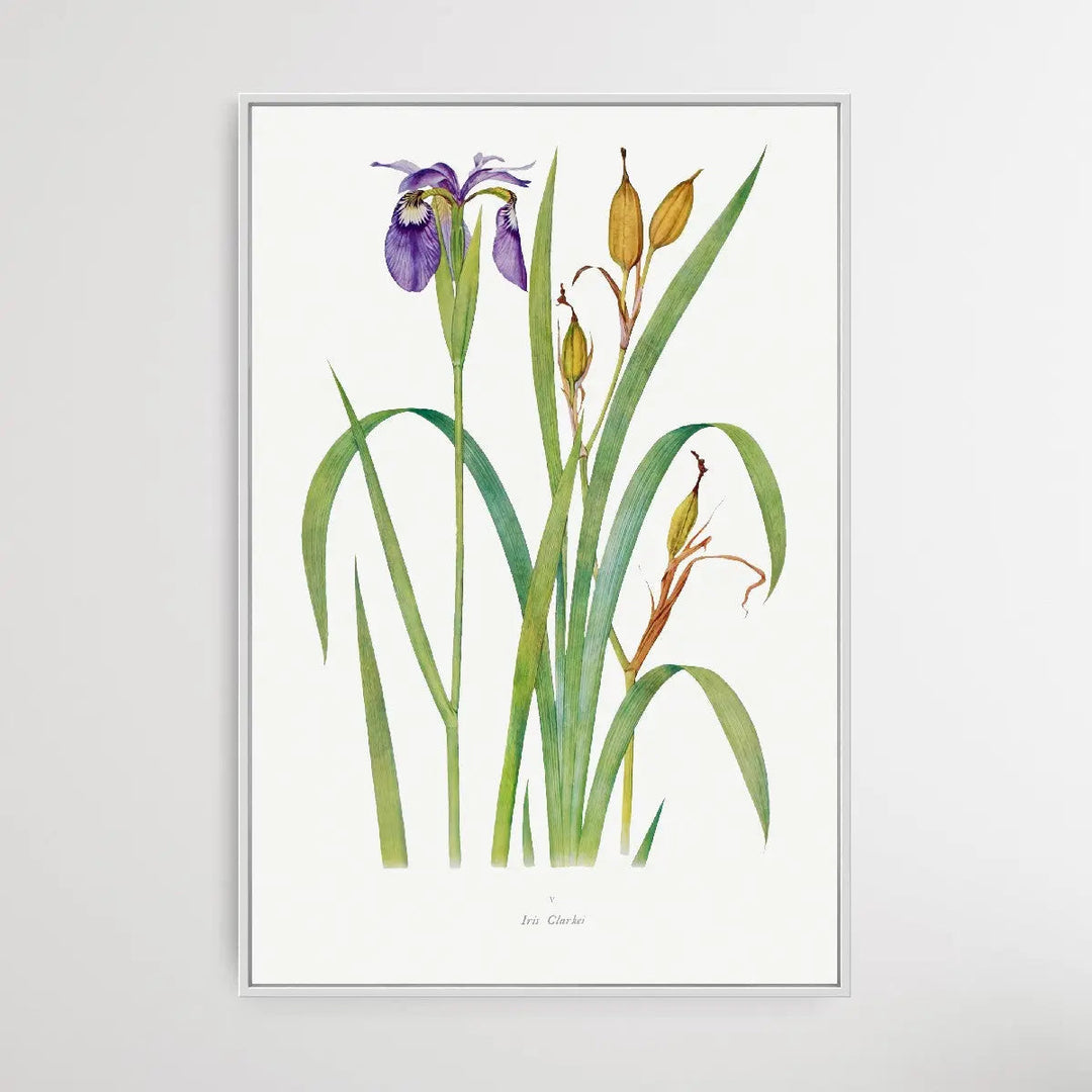 Iris Clarkei (1913) by William Rickatson Dykes I Heart Wall Art Australia 