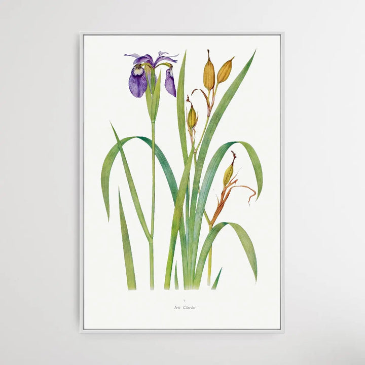 Iris Clarkei (1913) by William Rickatson Dykes I Heart Wall Art Australia 